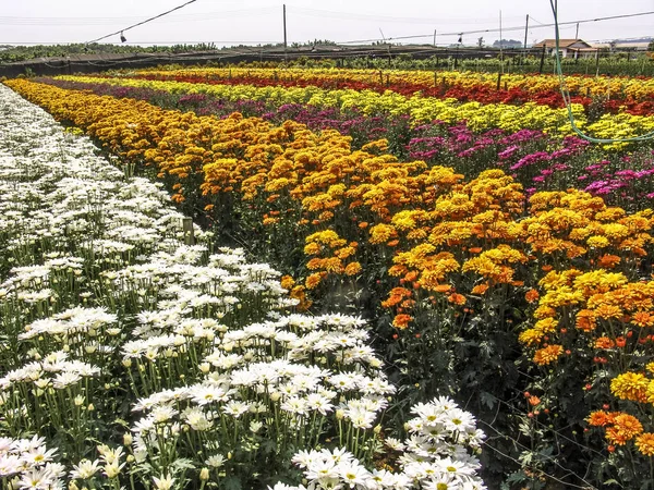 Mező Tökéletes Gerbera Gyönyörű Virággá Holambra Brazília — Stock Fotó