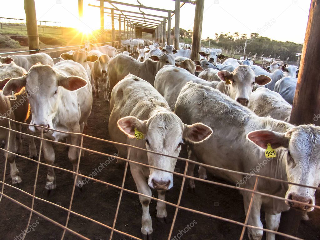 Sunrise of cattle on confinement in Brazil