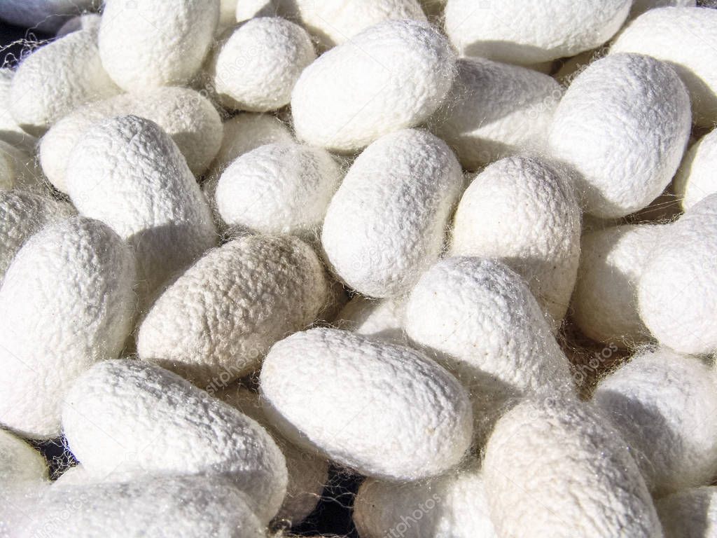 Silkworms cocoons in Brazil