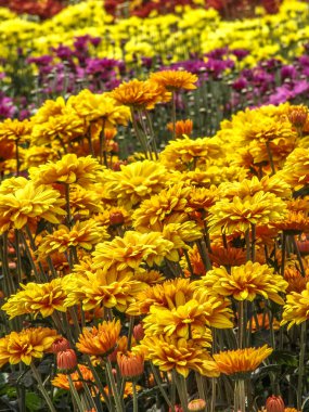 Alan mükemmel gerbera'nın güzel tam çiçeği Holambra, Brezilya