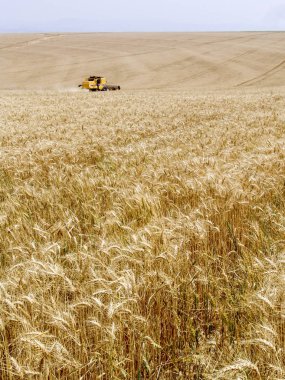Biçerdöver buğday alan birleştirmek