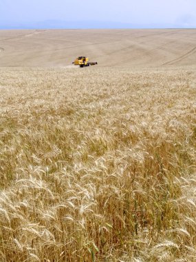 Biçerdöver buğday alan birleştirmek