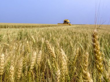 Biçerdöver buğday alan, Parana devlet, Brezilya güneyinde birleştirmek