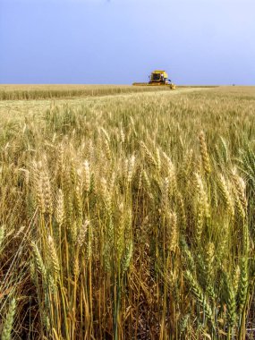 Biçerdöver buğday alan, Parana devlet, Brezilya güneyinde birleştirmek