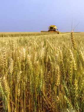 Biçerdöver buğday alan, Parana devlet, Brezilya güneyinde birleştirmek