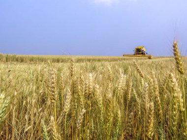Biçerdöver buğday alan, Parana devlet, Brezilya güneyinde birleştirmek