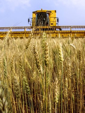 Biçerdöver buğday alan, Parana devlet, Brezilya güneyinde birleştirmek