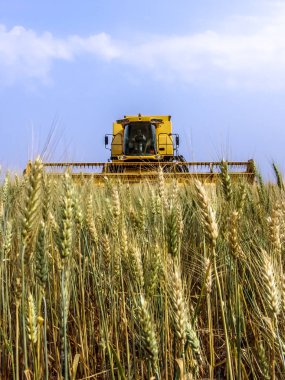 Biçerdöver buğday alan, Parana devlet, Brezilya güneyinde birleştirmek