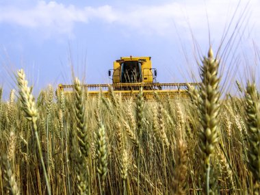 Biçerdöver buğday alan, Parana devlet, Brezilya güneyinde birleştirmek