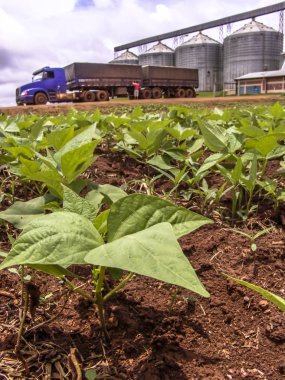 Bebek fasulye plantasyonda alanıyla odaklanmamış bir kamyon ve silolar arka planda, Brezilya