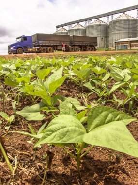 Bebek fasulye plantasyonda alanıyla odaklanmamış bir kamyon ve silolar arka planda, Brezilya