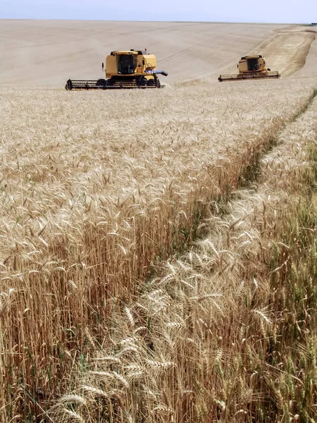 Biçerdöver Buğday Alan Birleştirmek — Stok fotoğraf