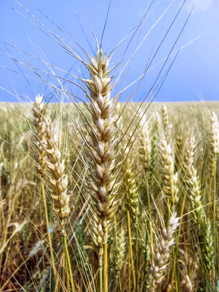 Wheat Plant Field Brazil — Stock Photo, Image
