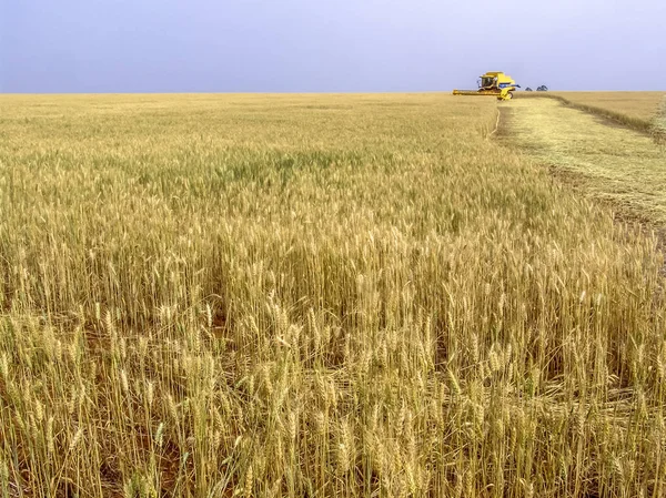 Kombajn Zbożowy Polu Pszenicy Stanie Parana Południu Brazylii — Zdjęcie stockowe