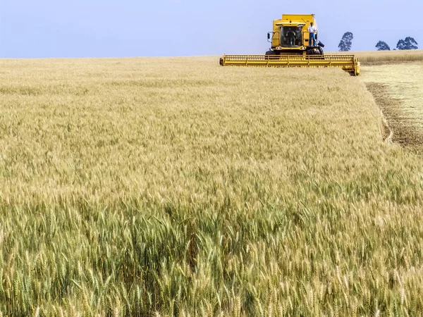 Пшенична Сфера Штаті Парана Південь Від Бразилія Комбайн — стокове фото
