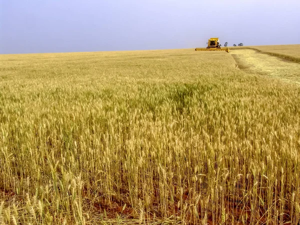 Combina Mietitrebbia Campo Grano Nello Stato Parana Sud Del Brasile — Foto Stock