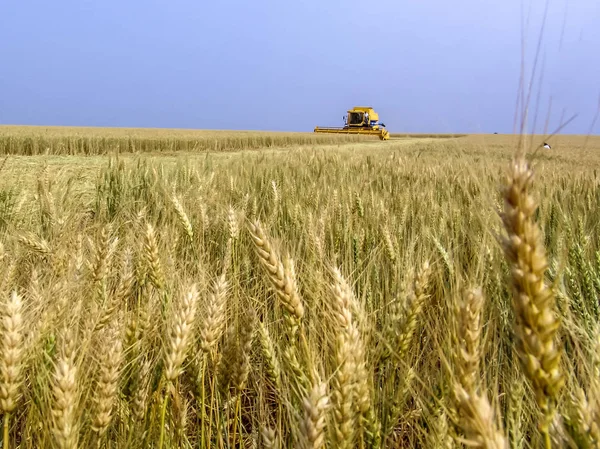 Biçerdöver buğday alan, Parana devlet, Brezilya güneyinde birleştirmek