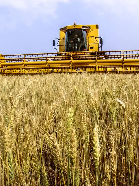 Kombajn Poli Pšenice Státě Paraná Jižně Brazílie — Stock fotografie