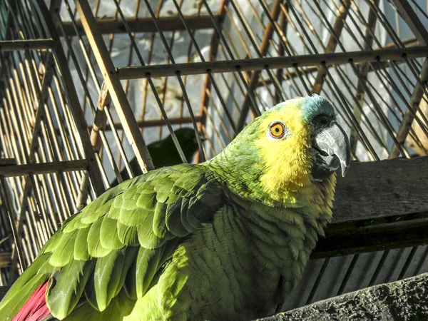 Papagaio Verde Com Gaiola Segundo Plano Brasil — Fotografia de Stock