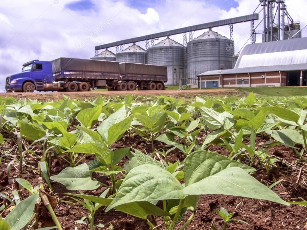 Baby bean plantation on field, with a unfocused truck and silos in the background, Brazil