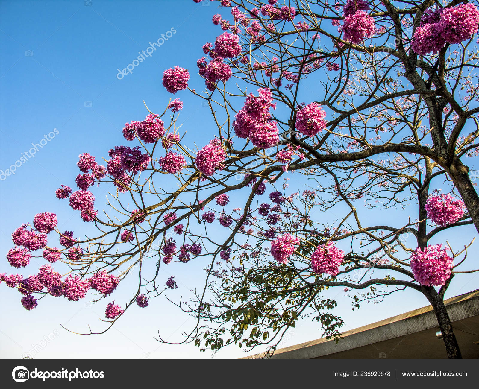 Ipe Pink Tree Tabebuia Rosea Brasil fotos, imagens de © alfribeiro  #236920578