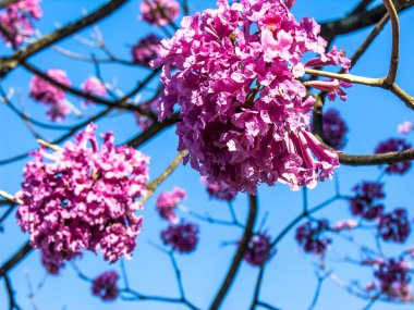 IPE pembe ağaç - Tabebuia rosea Brezilya