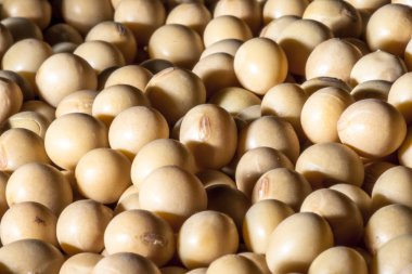 Seçici odaklı Brezilya soya tohumu arka planı