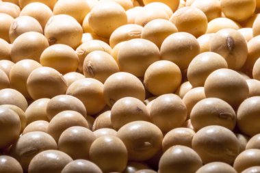 Seçici odaklı Brezilya soya tohumu arka planı