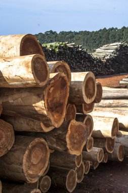 Taze kesilmiş okaliptüs günlükleri içinde Botucatu, kereste, Sp kesilmek için bekliyor
