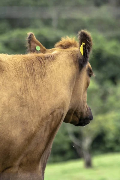 Angus Rojo Ganado Pastos Brasil — Foto de Stock