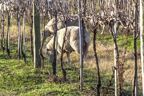 乾燥ブドウ畑の下で放牧の羊 — ストック写真