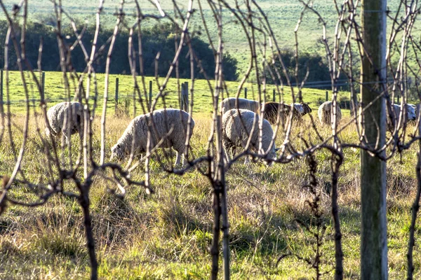 Koyun Otlatma Altında Kuru Bir Üzüm Bağı — Stok fotoğraf