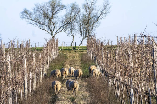 Sheep Grazing Dry Vineyard — Stock Photo, Image