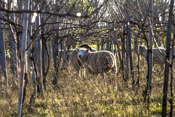 乾燥ブドウ畑の下で放牧の羊 — ストック写真