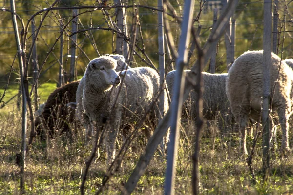 Koyun Otlatma Altında Kuru Bir Üzüm Bağı — Stok fotoğraf