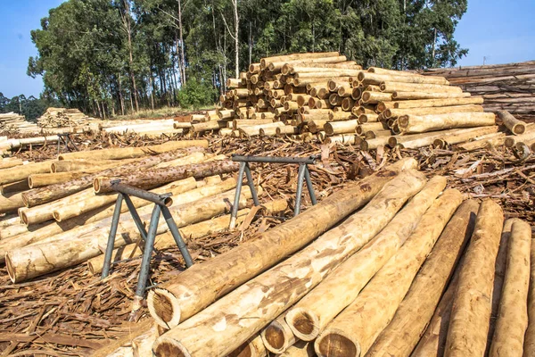 Los Troncos Eucalipto Recién Cortados Esperan Ser Cortados Aserradero Botucatu — Foto de Stock