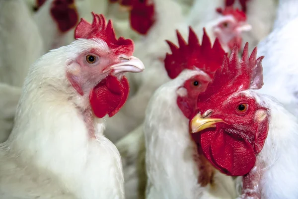 Gallo Granja Aves Corral Con Enfoque Selectivo Estado Santa Catarina — Foto de Stock