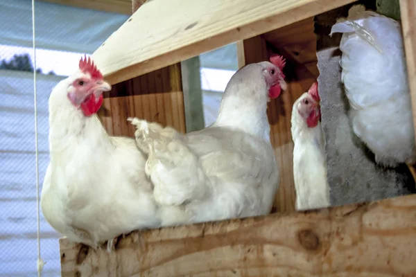 Hahnenfarm Geflügel Mit Selektivem Schwerpunkt Bundesstaat Santa Catarina Brasilien — Stockfoto