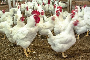 Horoz Çiftliği, Santa Catarina State seçici odak ile Kümes Hayvanları, Brezilya