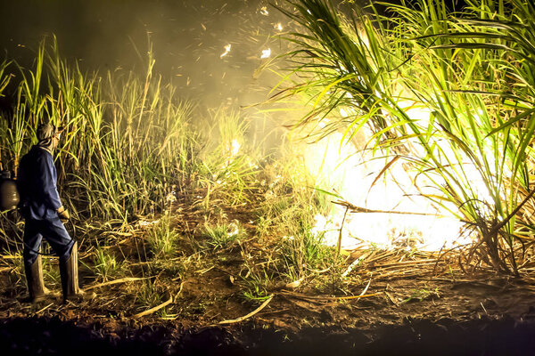 Барири, Сан-Паулу, Бразилия, 9 октября 2008 года. Сахарный тростник сжигается фермером для предварительного сбора урожая в Бразилии
