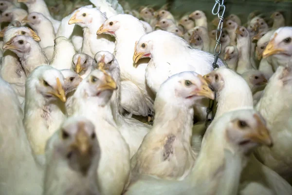 Chicken Farm Baromfi Szelektív Fókuszban Santa Catarina State Brazília — Stock Fotó