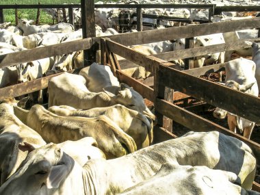 Parana, Brezilya - 23 Ekim 2003: Bir grup sığır hapsedildi