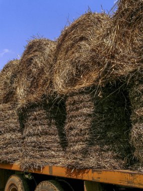 Sığırlar için yem olarak kullanılmak üzere saman yüklü kamyon