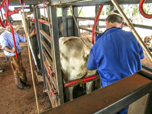 Londrina Brasil 2003 Veterinario Examina Inicia Trabajos Inseminación Artificial Una —  Fotos de Stock