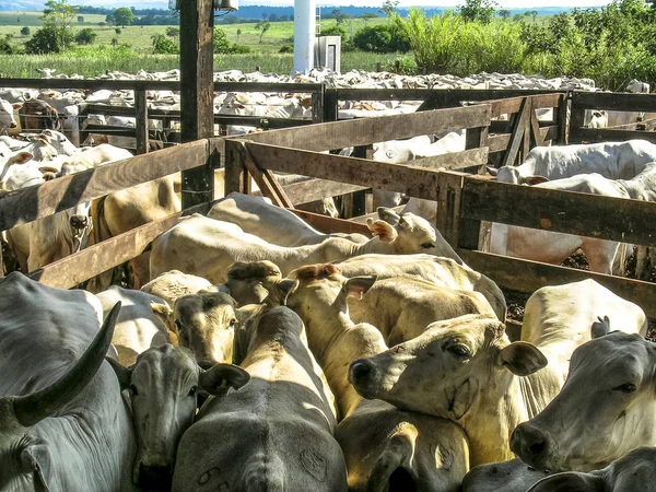 Parana Brasilien Oktober 2003 Grupp Nötkreatur Fångenskap — Stockfoto