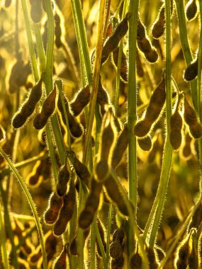 Seçici odaklı Brezilya'da sahada soya bitkisi
