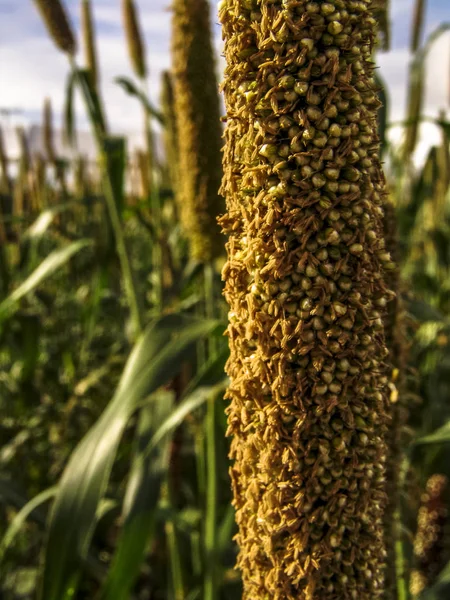 Organic finger millet field with selective focus in Brazil