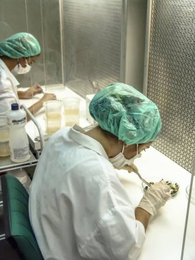 Petrolina, Pernambuco. Brezilya, 13 Temmuz 2006. Araştırmacı petrolina, Pernambuco, kuzeydoğu Brezilya'da yarı kurak Embrapa laboratuvarında bitki ve mantar analizi yapar, Brezilya Tarımsal Araştırma Corporation yarı kurak bölge,