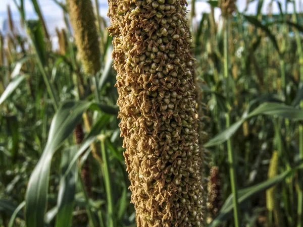 Organic finger millet field with selective focus in Brazil