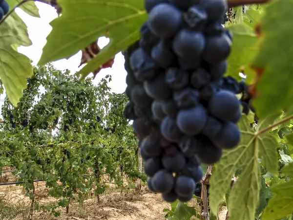 Närbild Klasar Mogna Röda Vindruvor Vinstockar Med Selektiv Inriktning Francisco — Stockfoto